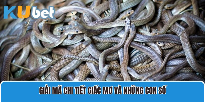 Giải Mã Chi Tiết Giấc Mơ Và Những Con Số