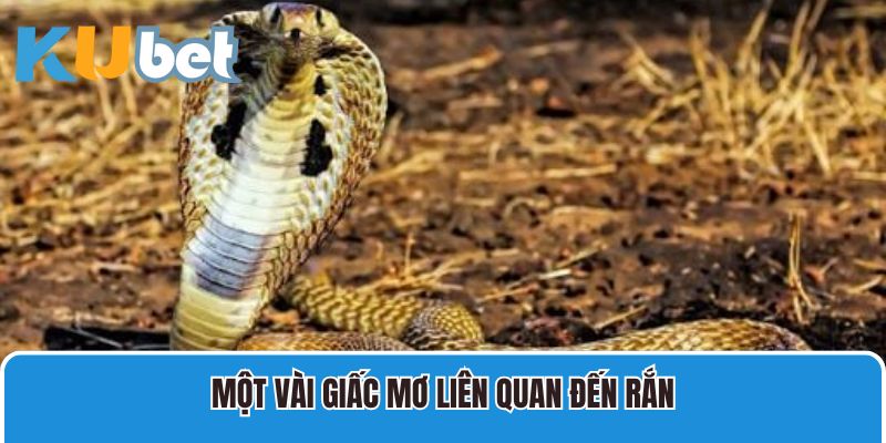 Một vài giấc mơ liên quan đến rắn