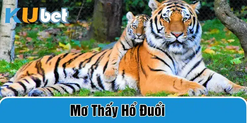 mơ thấy hổ đuổi